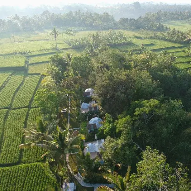 Jungle Bubble Lodge
